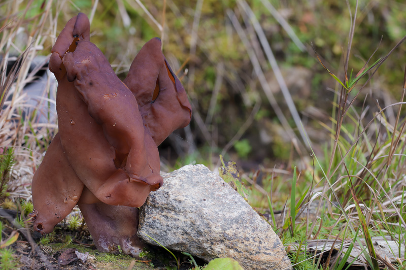 gyromitra infula